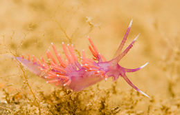 Flabellina ischtiana.jpg