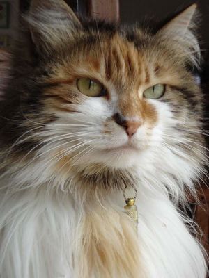 Gato arlequin chino.jpg