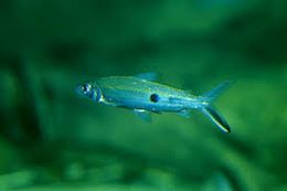 Hemiodus orthonops.jpg