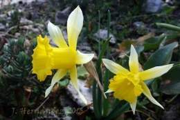 Narcissus.jpg