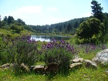 Parque Natural de la Sierra de Hornachuelos (2).jpg
