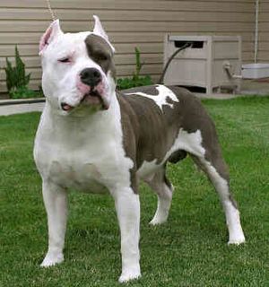 Perro staffordshire americano.jpg