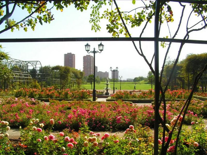 Archivo:Rosaleda parque araucano3.jpg