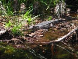 Tomistoma .jpg