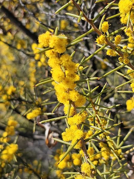 Archivo:Acacia colletioides 3.jpg