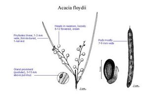 Acacia floydii.jpg