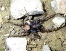 Arctosaperita1.jpg