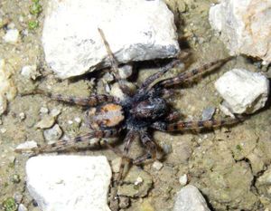 Arctosaperita1.jpg