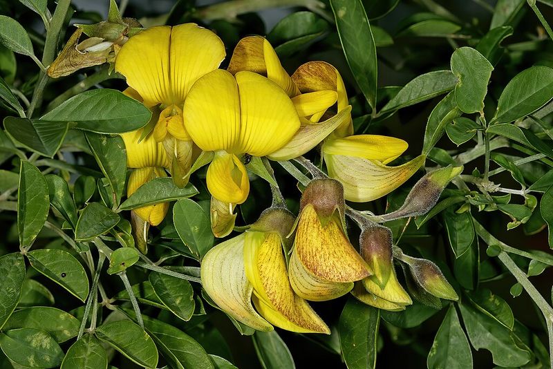 Archivo:Crotalaria capensis 2.jpg