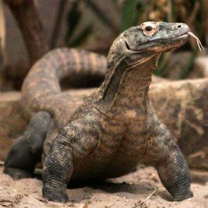 Dragón.jpg