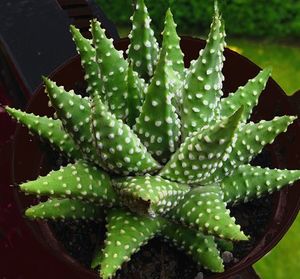 Haworthia una.jpg