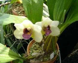 Orquídea bifrenaria.jpg