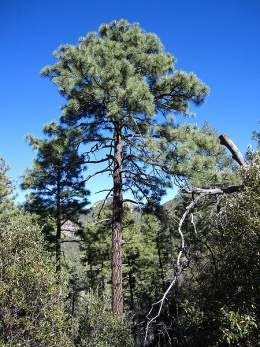 Pinus engelmannii.jpg
