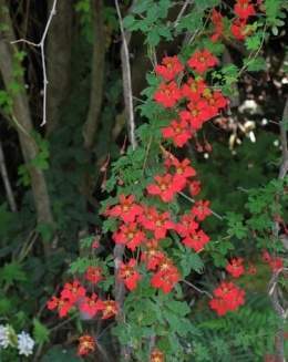 Planta coralillo.jpg