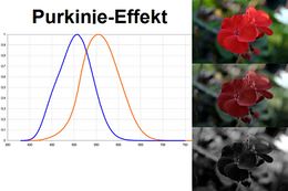 Purkinje-effect.jpg