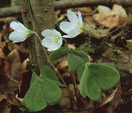 Wood-sorrel.jpg