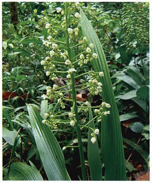 Xipidium.jpg