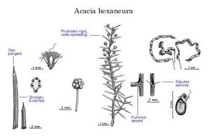 Acacia hexaneura.jpg