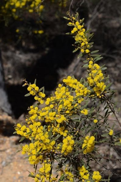 Archivo:Acacia ixiophylla 2.jpg