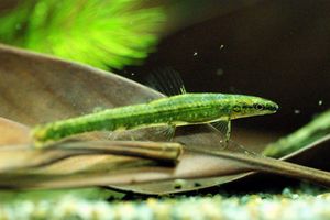 Ammocryptocharax elegans.jpg