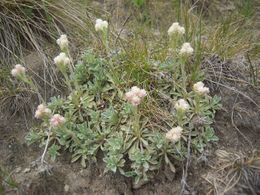 Antennaria caucasica 1.jpg