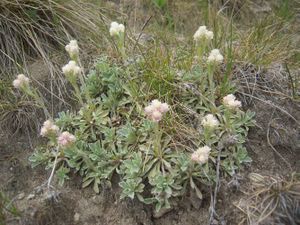Antennaria caucasica 1.jpg