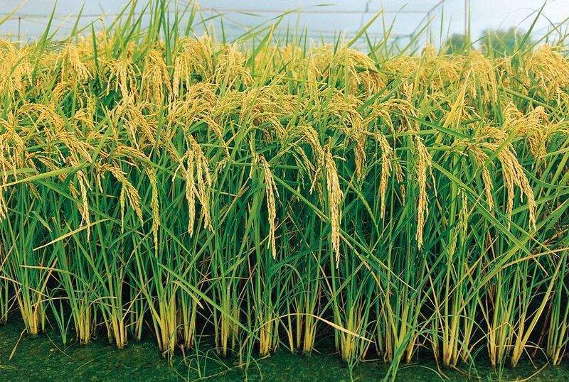 Archivo:Arroz2.jpg
