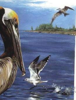 Aves Acuáticas de Cuba.jpg
