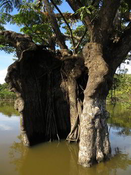 Bosque pantanoso.jpg