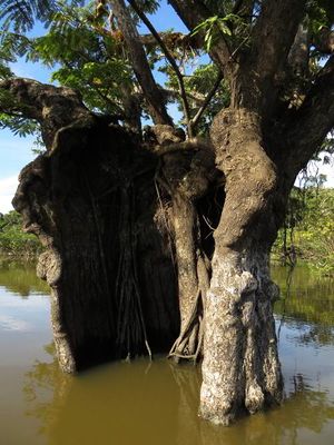 Bosque pantanoso.jpg
