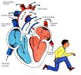 Ciclo ncardiaco.jpg