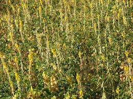 Crotalaria incana.jpg