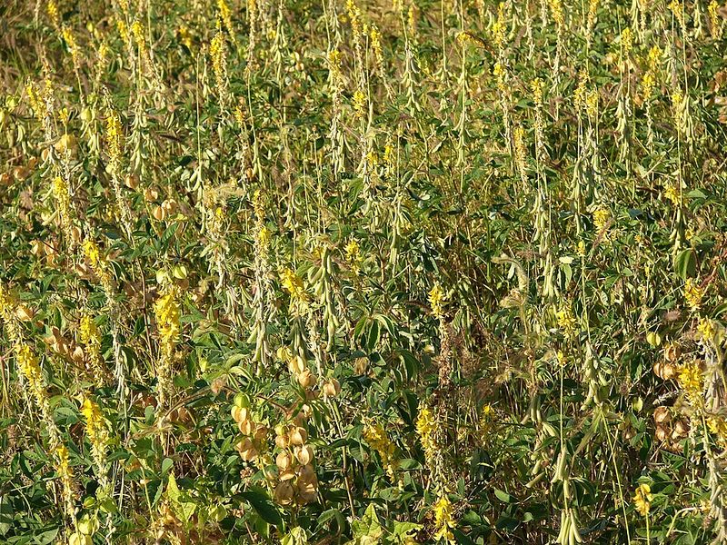 Archivo:Crotalaria incana.jpg