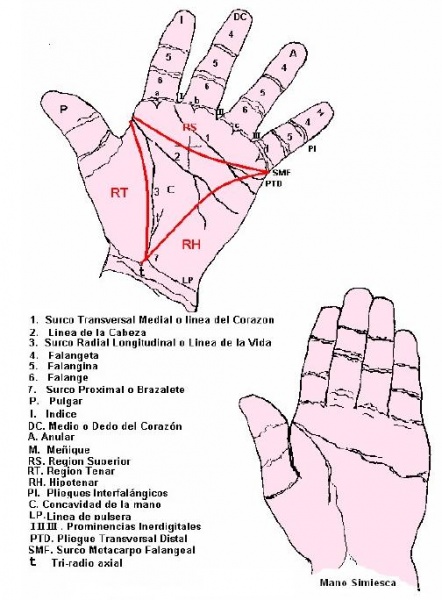 Archivo:Huelladactilar4.JPG