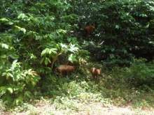 Naturaleza de El Veril-Maisí.jpg