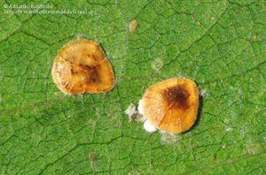 Protopulvinaria-pyriformis-247190.jpg