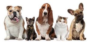 Pulicosis canina y felina.jpg