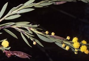 Acacia excentrica.jpg