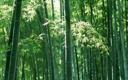 Bambú.jpg