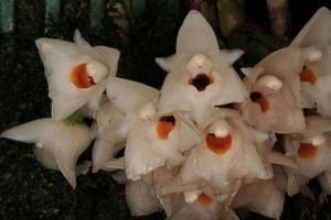 Coeliopshyacinthosma.jpg