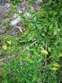 Croton dybowskii 1.jpg