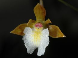 E bualtifolium.jpg