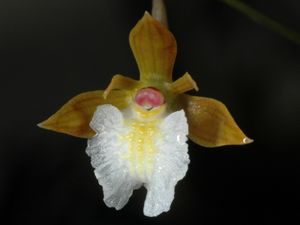 E bualtifolium.jpg