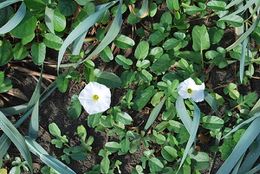 Ipomoea imperati 1.JPG
