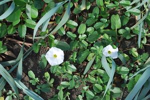 Ipomoea imperati 1.JPG