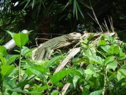 Lagarto caiman norteno.jpg