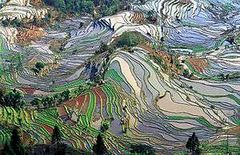 Las terrazas de Yunnan.jpg