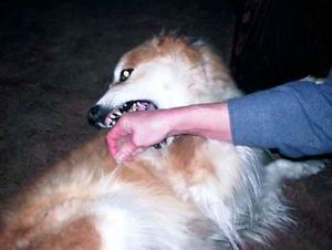 Mordedura perro.jpg