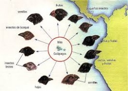 Pinzon de Darwin.jpeg