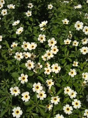 Turnera subulata.jpg